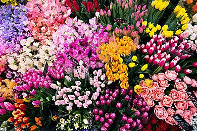 《猫与花毯》12月8日登陆NS Steam获特别好评